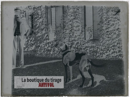Gentleman, chien de chasse, plaque verre, photo ancienne, négatif 9x12 cm