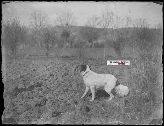 Plaque verre photo ancien négatif noir et blanc 9x12 cm chien chasse nature