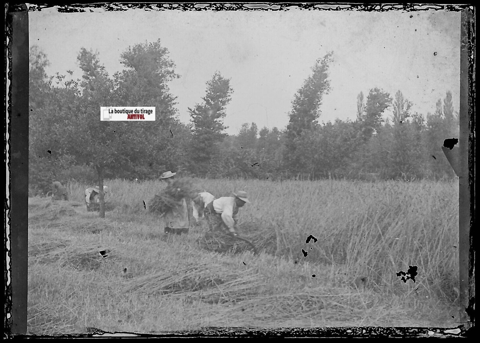 Agriculture, paysans, Plaque verre photo ancienne, négatif noir & blanc 6x9 cm - La Boutique Du Tirage 