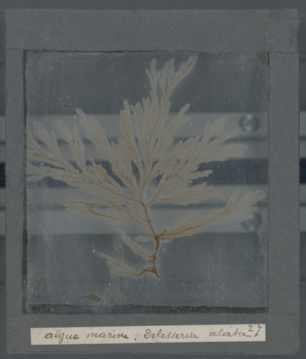 Echantillon algue marine, mer, nature, sous plaque de verre, 8,5x10 cm