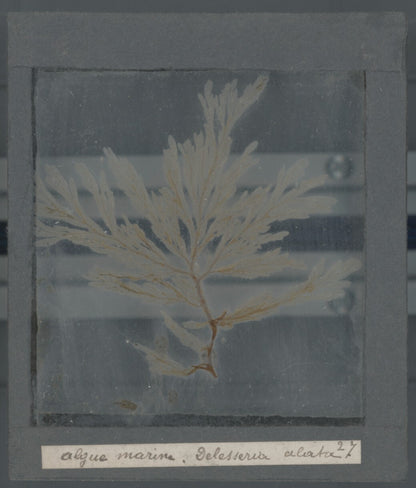 Echantillon algue marine, mer, nature, sous plaque de verre, 8,5x10 cm