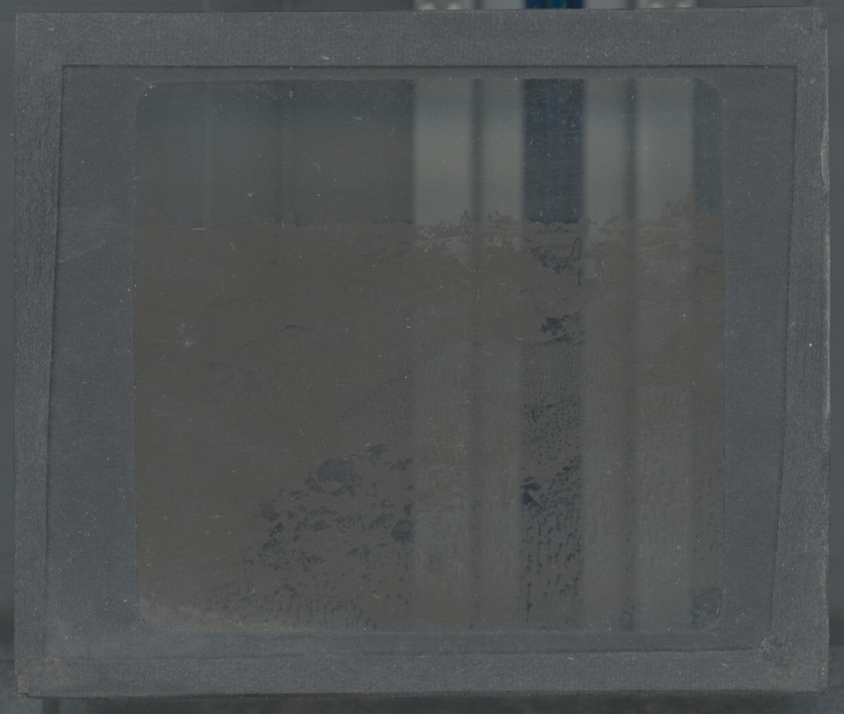 Euphorbe résinifère, Maroc, paysage, photo plaque verre, positif 8,5x10 cm