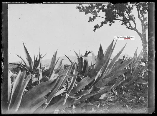 Plaque verre photo ancienne négatif noir et blanc 6x9 cm plante nature arbre - La Boutique Du Tirage 