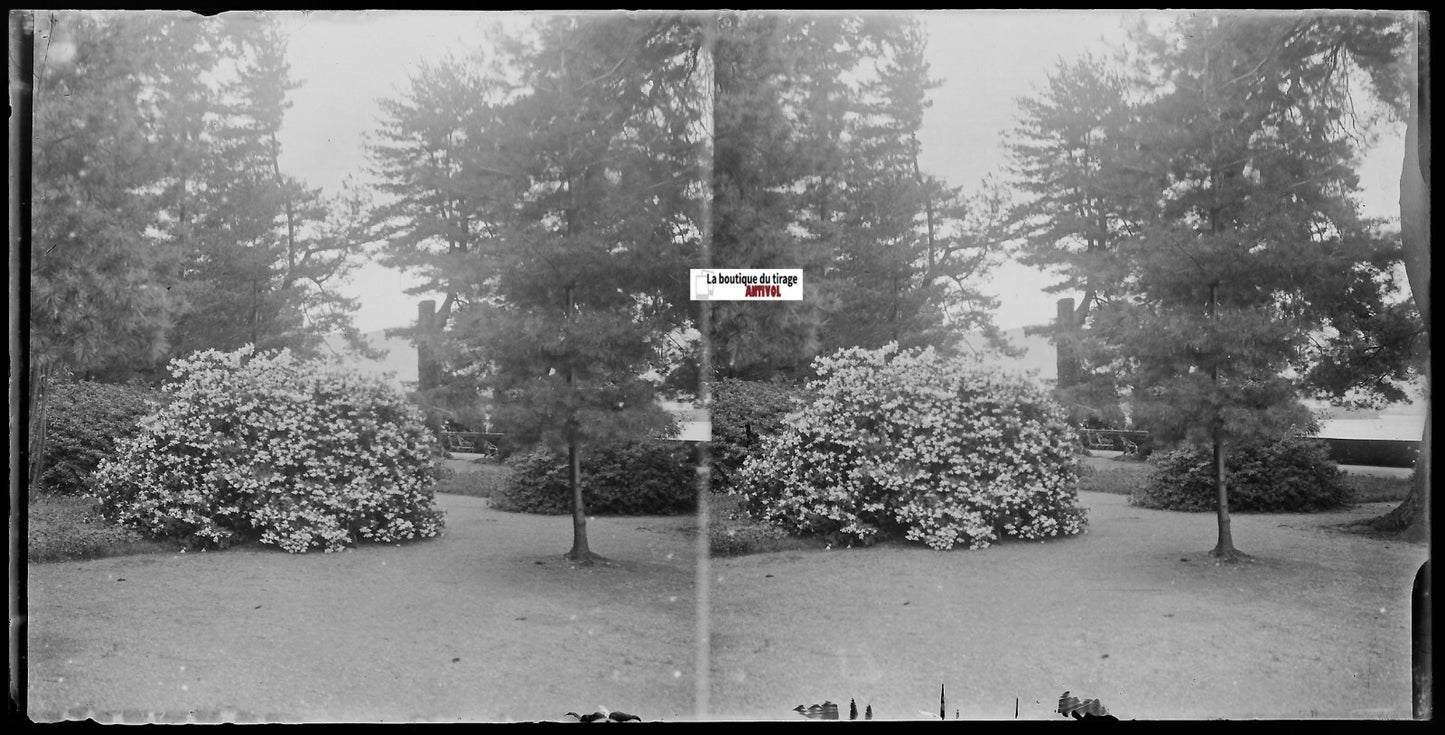 Jardin, fleurs, Plaque verre photo ancienne, stéréo négatif noir & blanc 9x18 cm