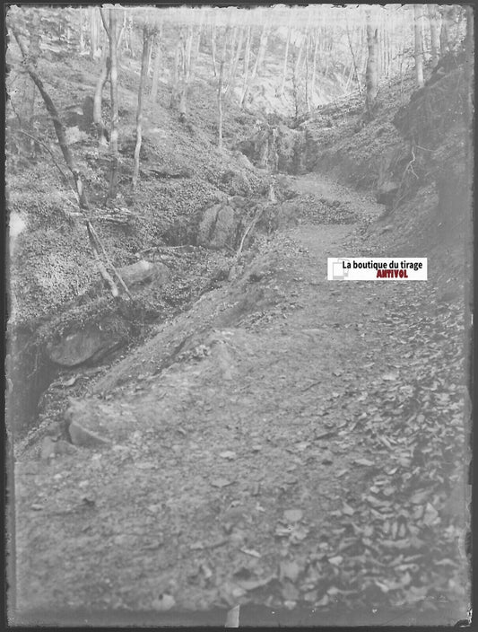 Forêt, bois, nature, Plaque verre photo ancienne, négatif noir & blanc 9x12 cm