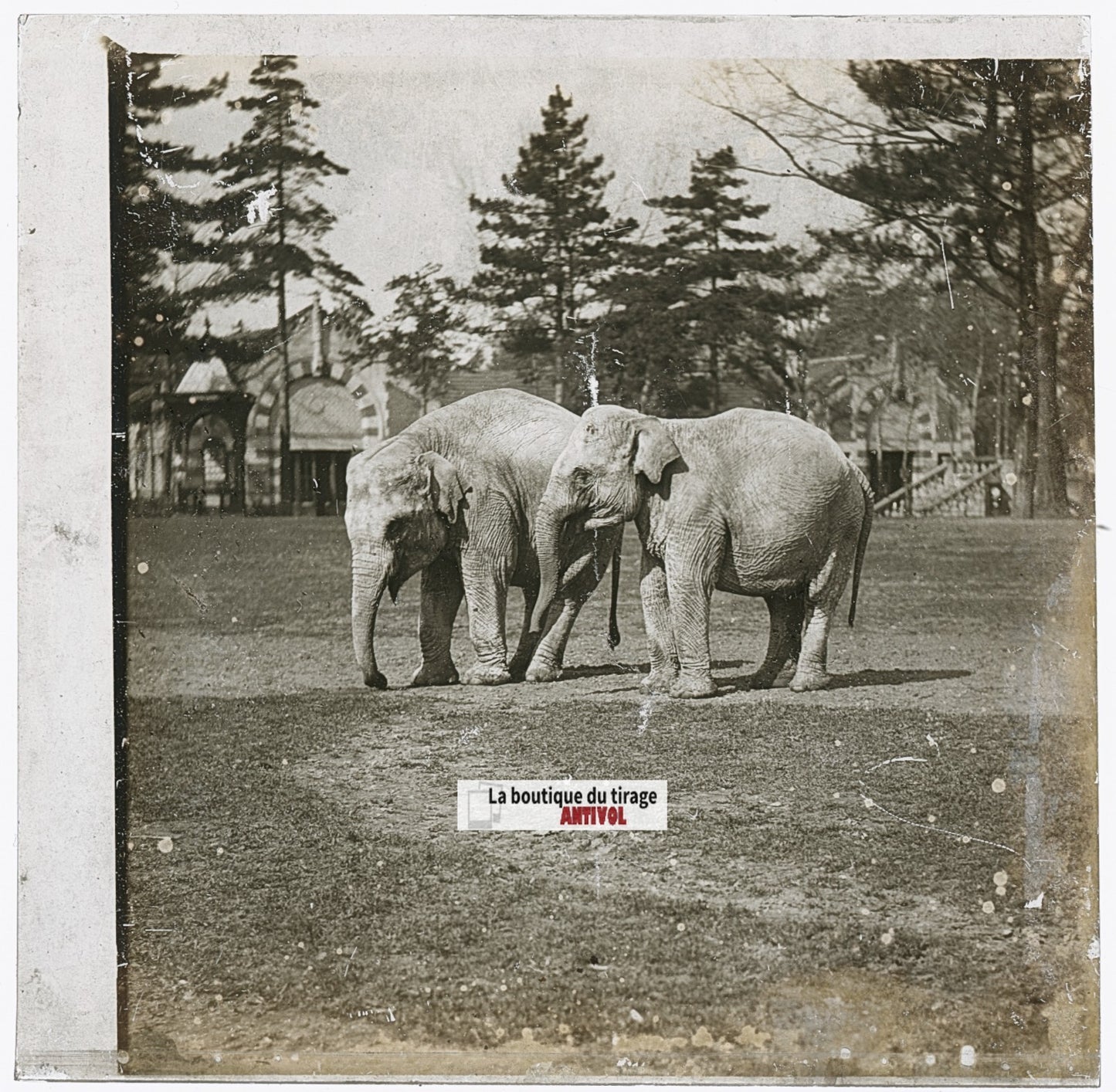 Eléphants Parc zoologique, photo ancienne plaque verre, noir & blanc, 8,4x7,7 cm