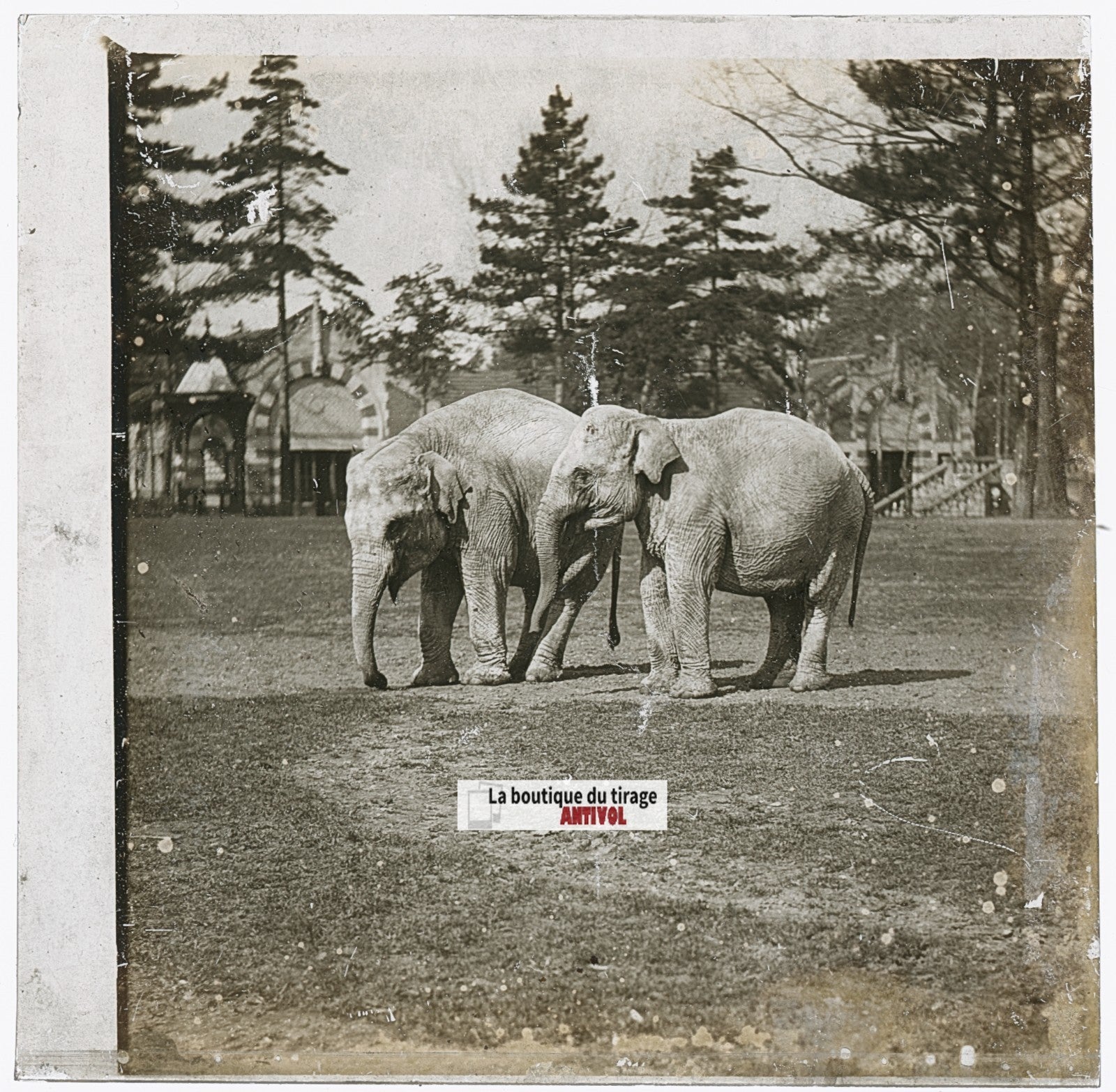 Eléphants Parc zoologique, photo ancienne plaque verre, noir & blanc, 8,4x7,7 cm