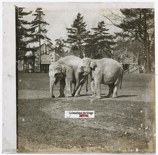 Eléphants Parc zoologique, photo ancienne plaque verre, noir & blanc, 8,4x7,7 cm