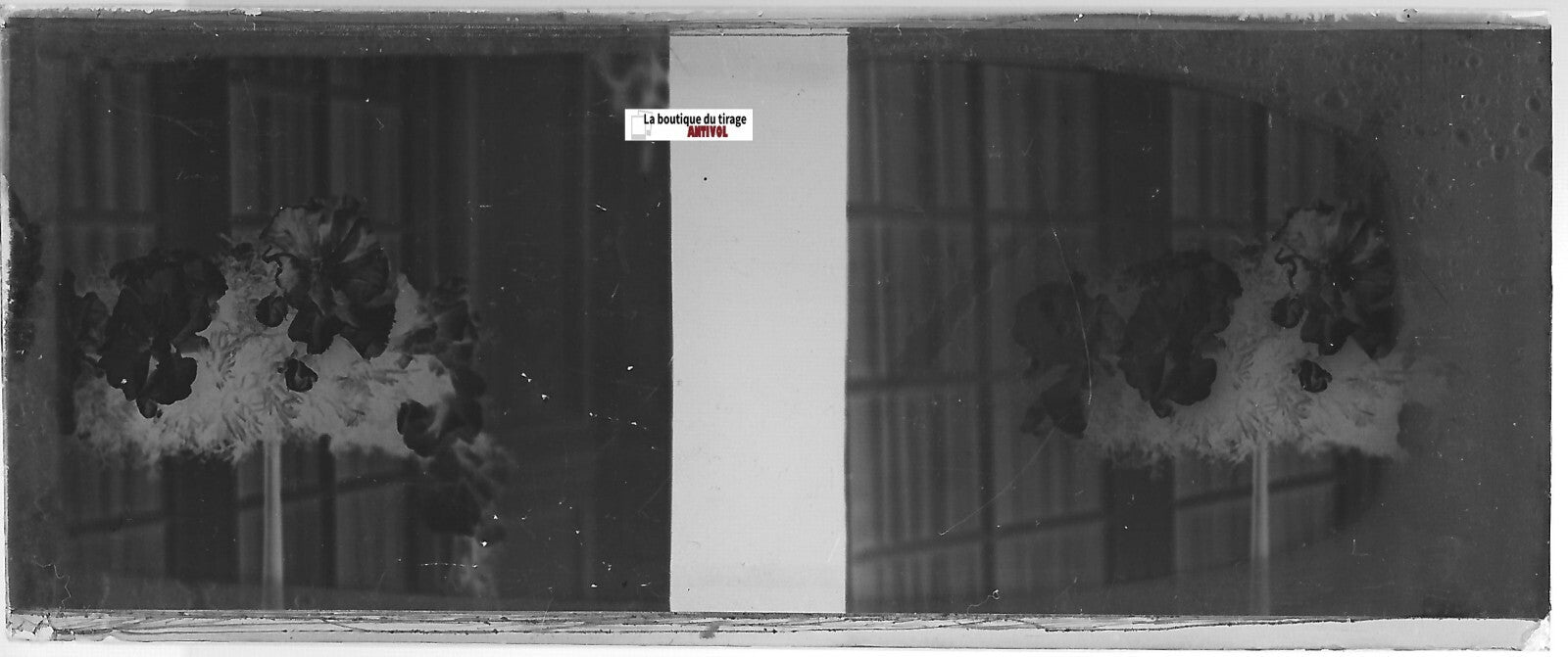 Fleurs, Plaque verre photo stéréoscopique, négatif noir & blanc 4,5x10,7 cm
