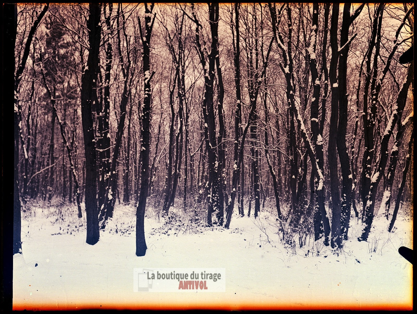 Sous-bois enneigé, paysage forêt, plaque verre, photo ancienne, négatif 9x12 cm