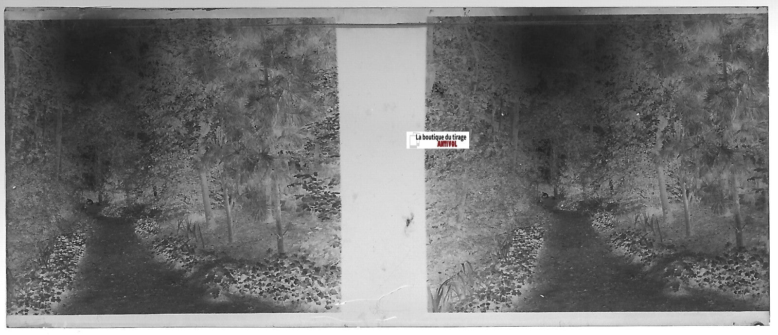 Parc, jardinage, Plaque verre photo stéréo, négatif noir & blanc 4,5x10,7 cm