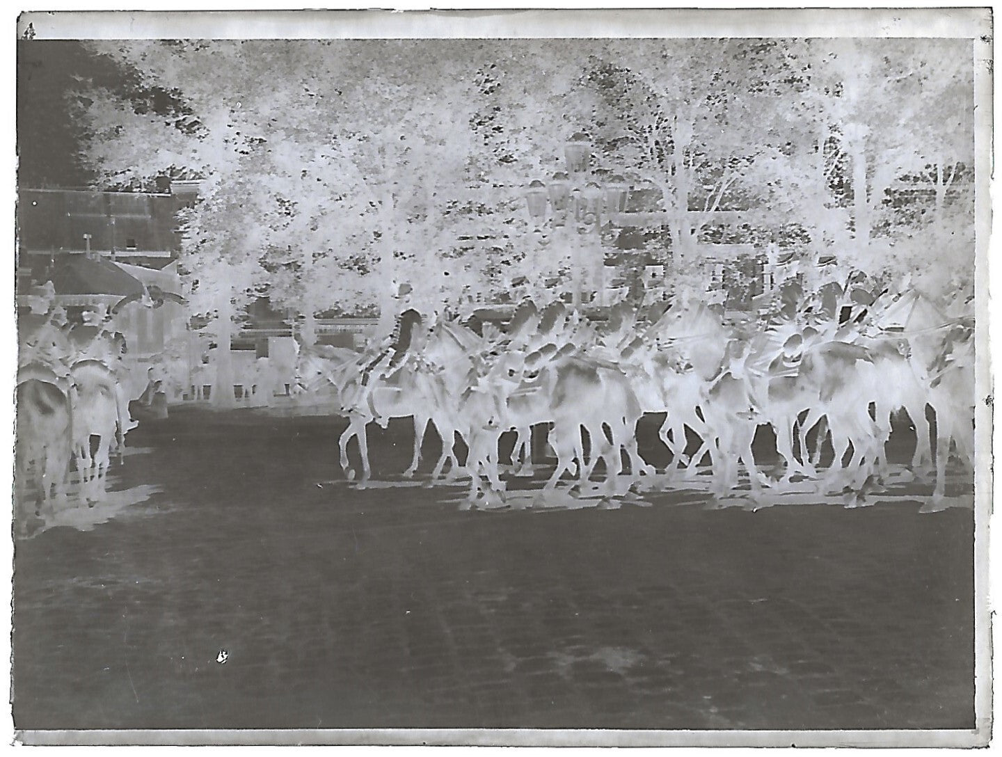 France Bailly, Renard, poulain, photos plaque de verre, lot de 9 négatifs 4x6 cm