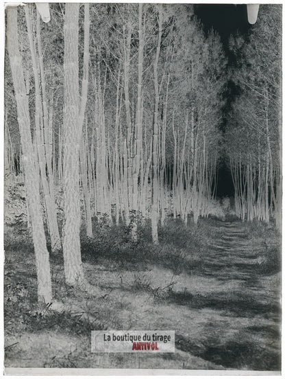 Allée forestière ensoleillée, plaque verre, photo ancienne, négatif 9x12 cm