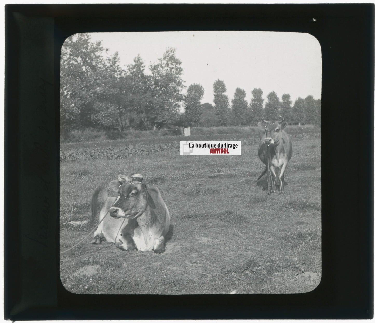 Vaches de Jersiaise, campagne, photo ancienne plaque de verre, positif 8,5x10 cm