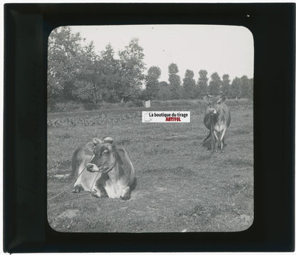 Vaches de Jersiaise, campagne, photo ancienne plaque de verre, positif 8,5x10 cm