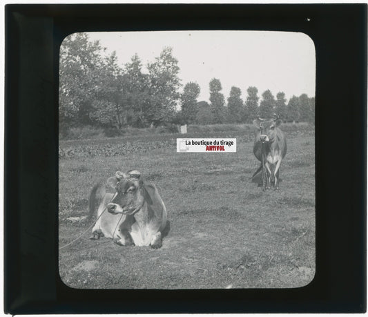 Vaches de Jersiaise, campagne, photo ancienne plaque de verre, positif 8,5x10 cm