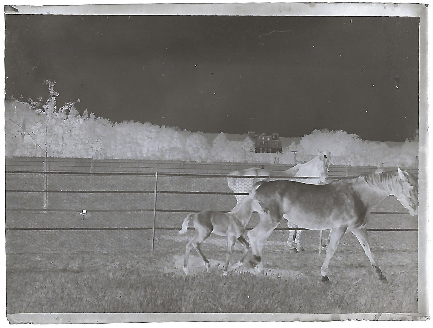 Bailly, Renard, chevaux, photos plaque de verre, lot de 10 négatifs 4x6 cm