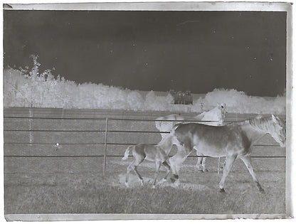 Bailly, Renard, chevaux, photos plaque de verre, lot de 10 négatifs 4x6 cm