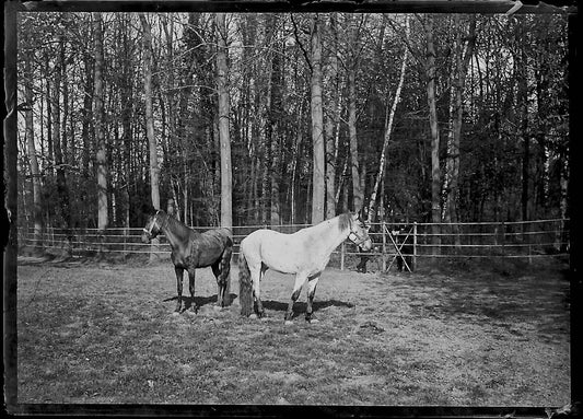 Plaque verre photo ancienne négatif noir et blanc 6x9 cm chevaux glass plate - La Boutique Du Tirage 