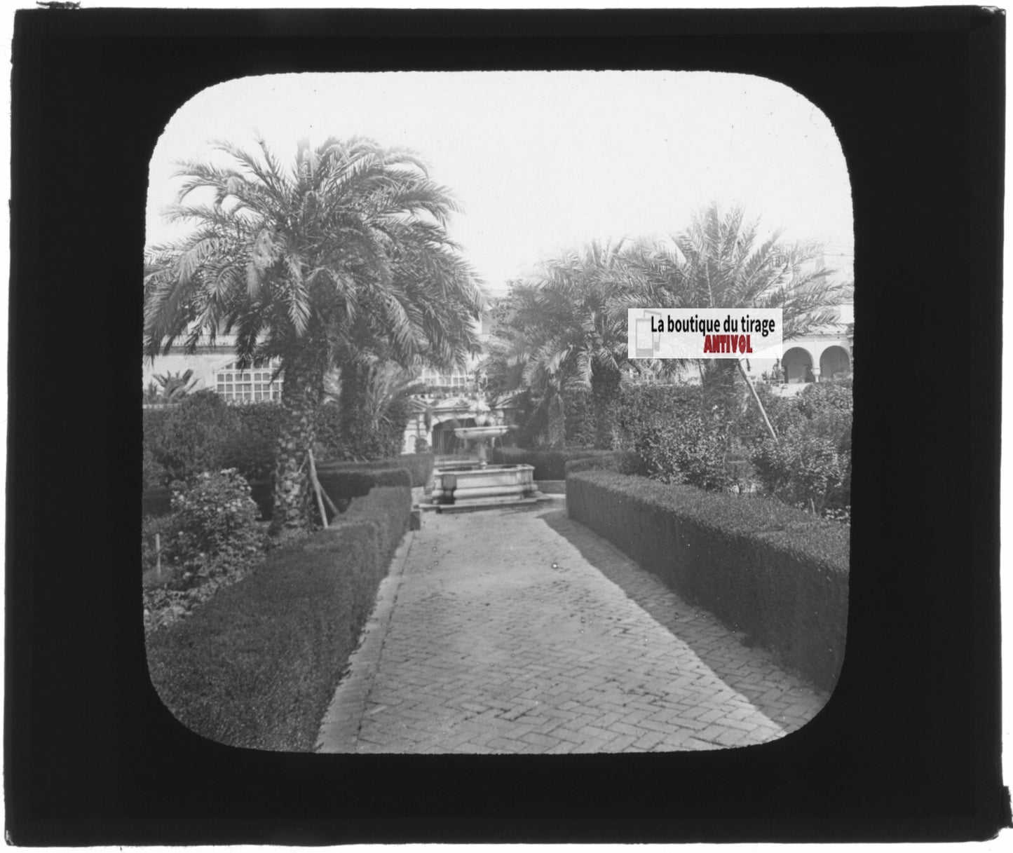 Palmiers, jardin, Séville, photo ancienne plaque verre, positif 8,5x10 cm