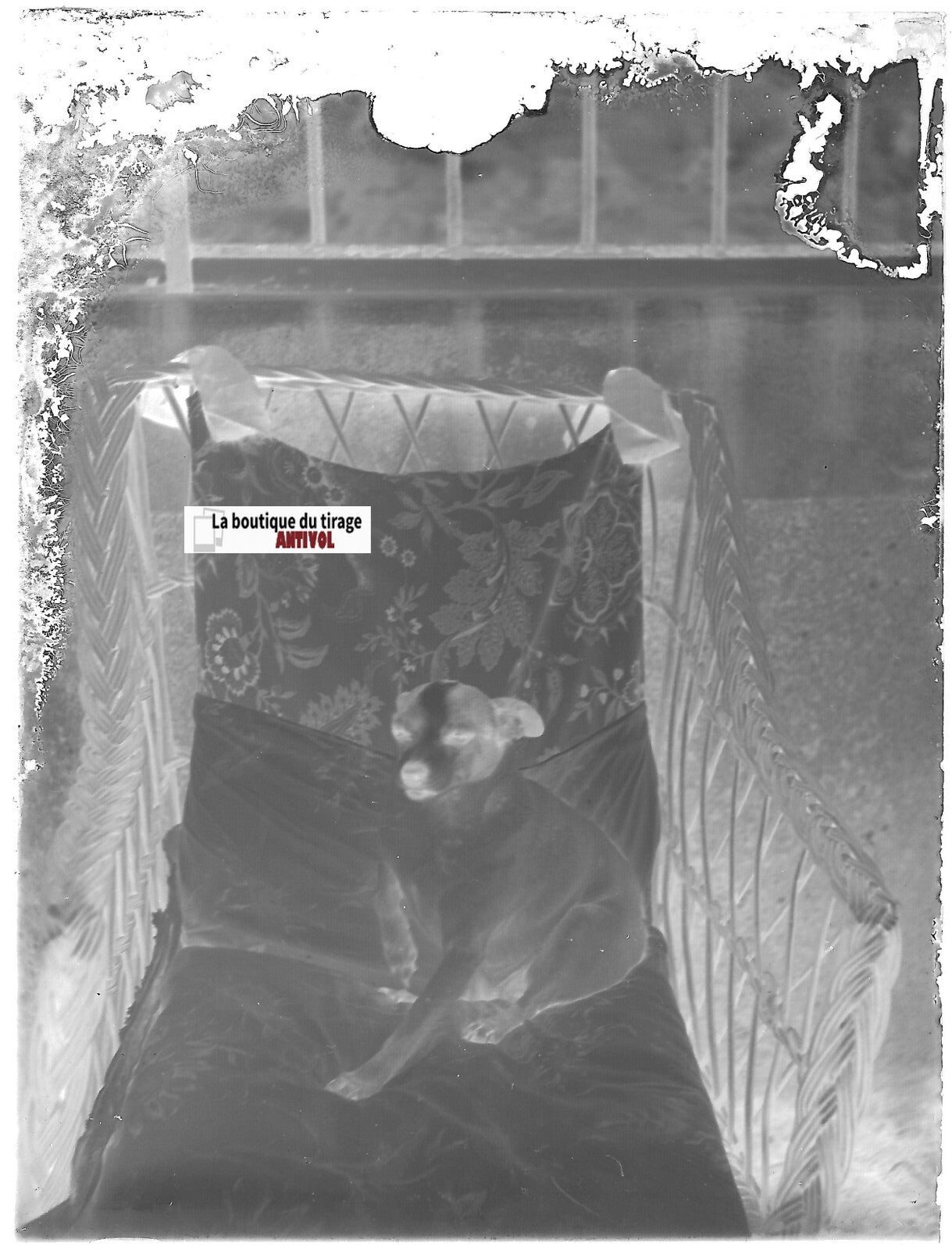 Portrait chien, Plaque verre photo ancienne, négatif noir & blanc 9x12 cm