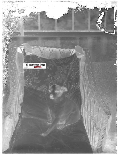 Portrait chien, Plaque verre photo ancienne, négatif noir & blanc 9x12 cm