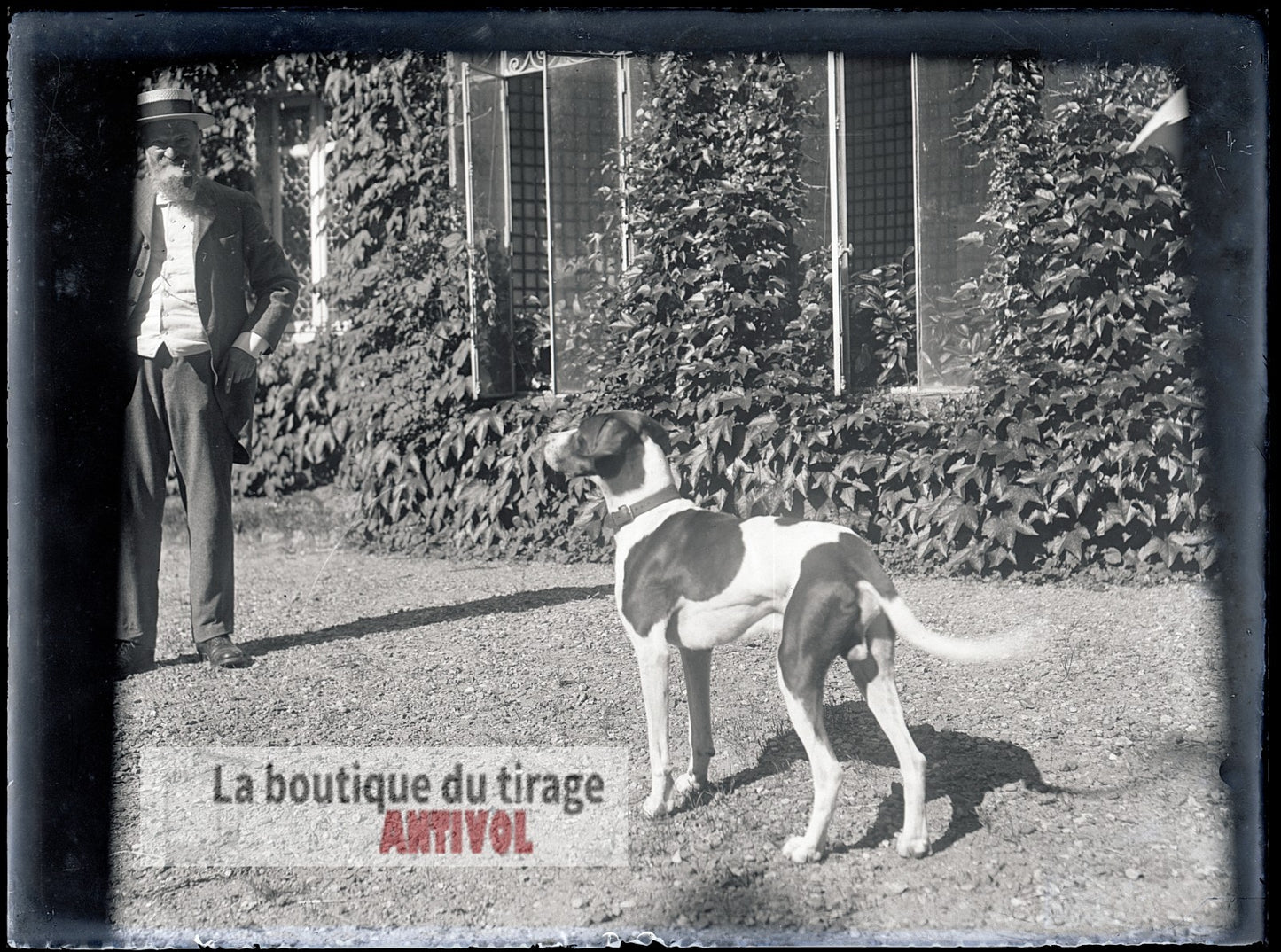 Gentleman, chien de chasse, plaque verre, photo ancienne, négatif 9x12 cm