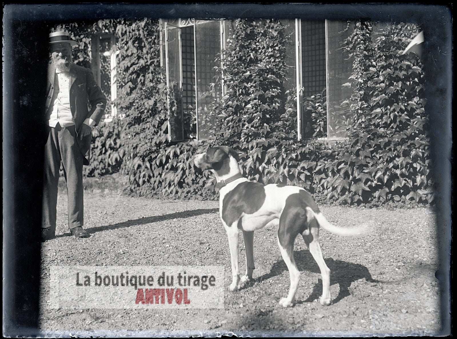 Gentleman, chien de chasse, plaque verre, photo ancienne, négatif 9x12 cm