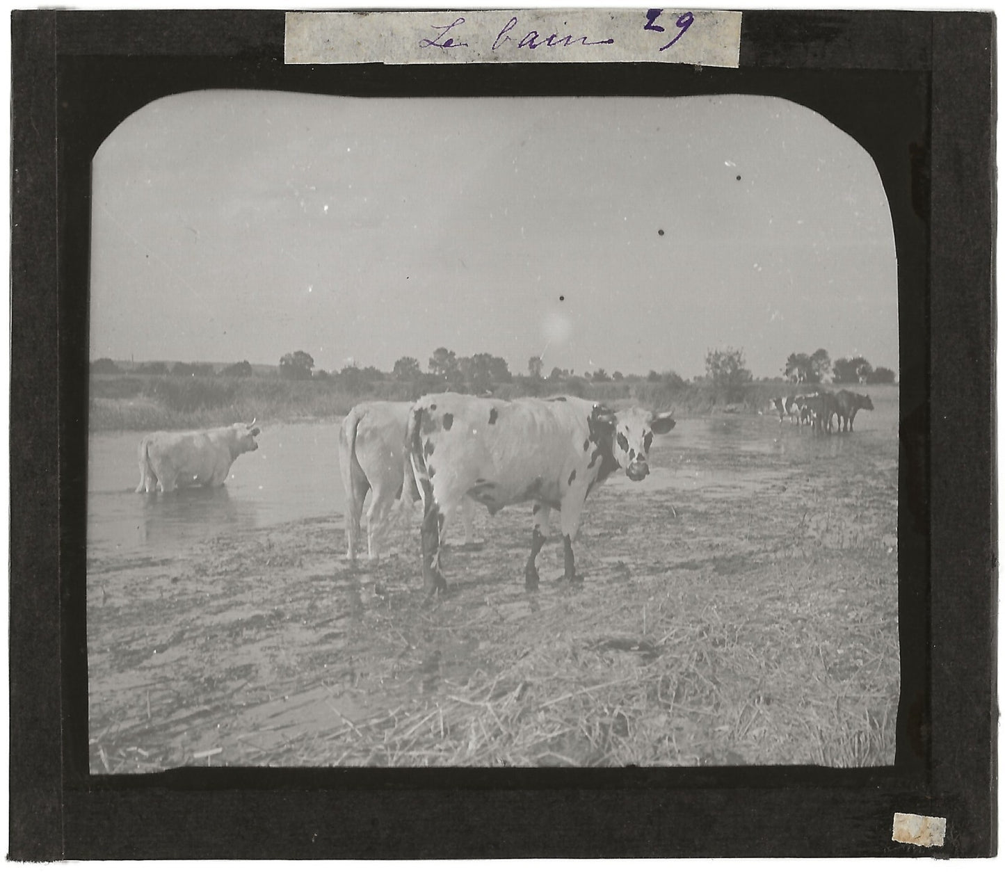Campagne France, vaches au bain, photo plaque de verre, positif 8,5x10 cm