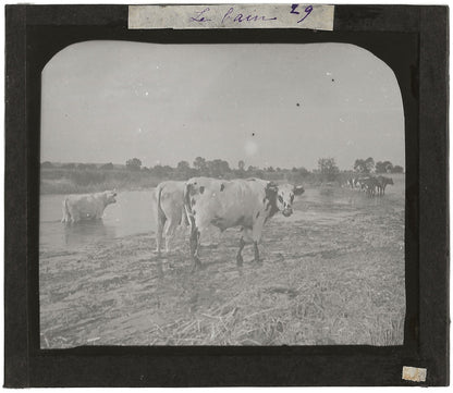Campagne France, vaches au bain, photo plaque de verre, positif 8,5x10 cm