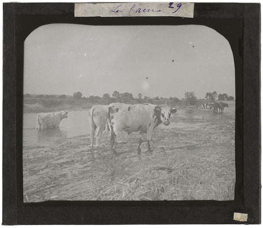 Campagne France, vaches au bain, photo plaque de verre, positif 8,5x10 cm