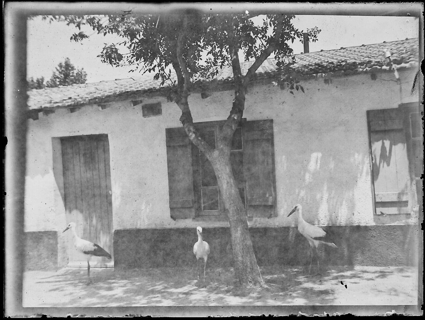 Plaque verre photo ancienne noir et blanc négatif 9x12 cm cigognes maison 