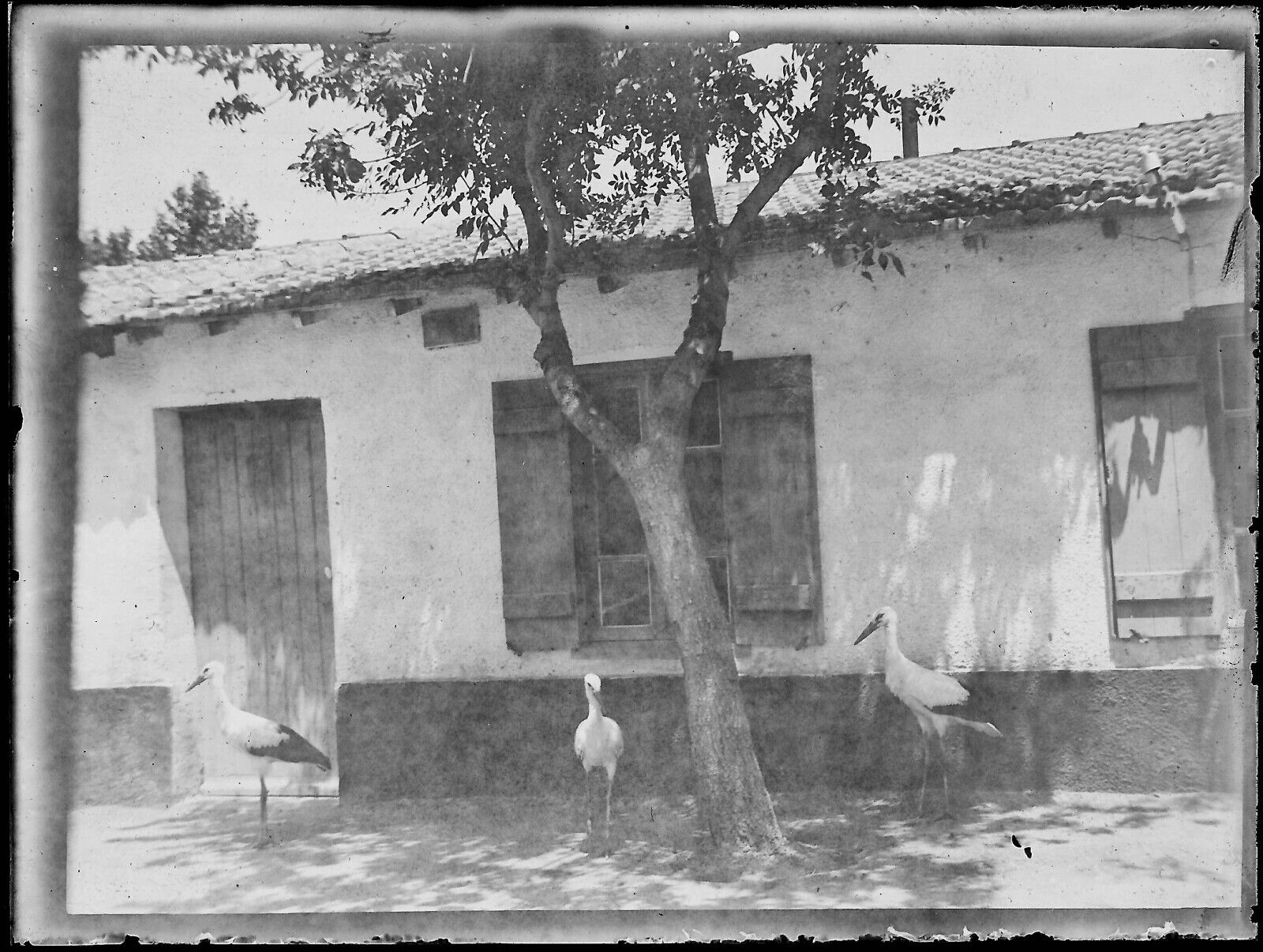 Plaque verre photo ancienne noir et blanc négatif 9x12 cm cigognes maison 