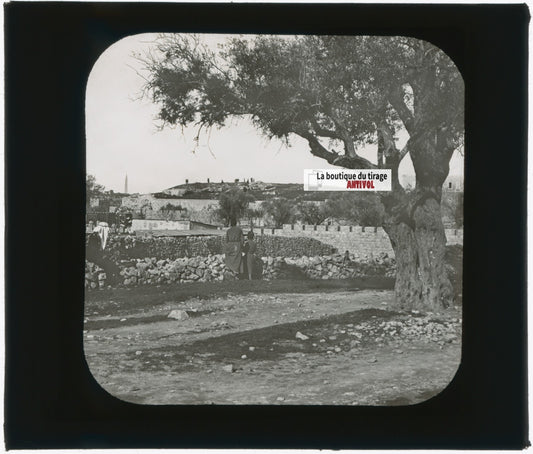 Mont des Oliviers Jérusalem, photo plaque verre, noir & blanc, positif 8,5x10 cm