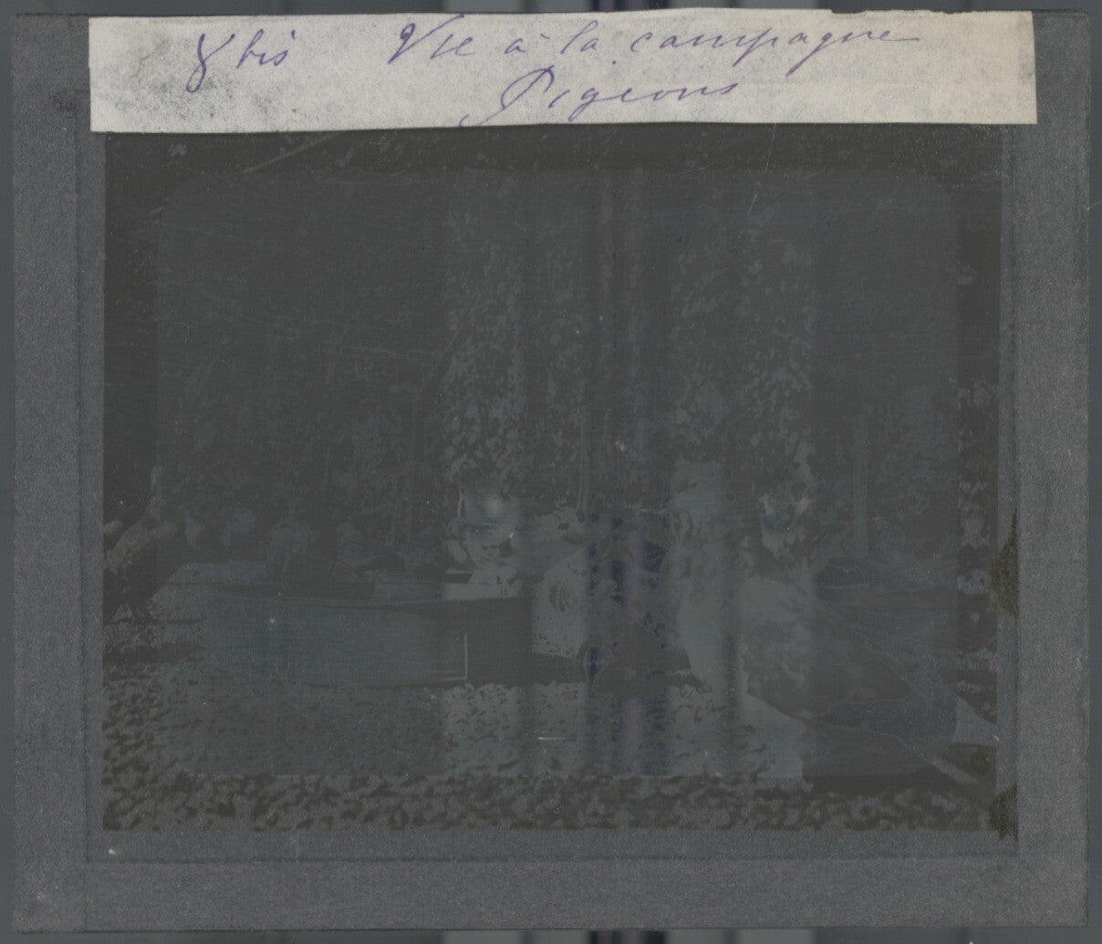 Pigeons, oiseaux, campagne, photo ancienne plaque de verre, positif 8,5x10 cm