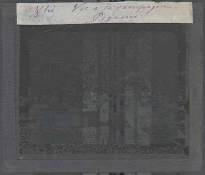 Pigeons, oiseaux, campagne, photo ancienne plaque de verre, positif 8,5x10 cm