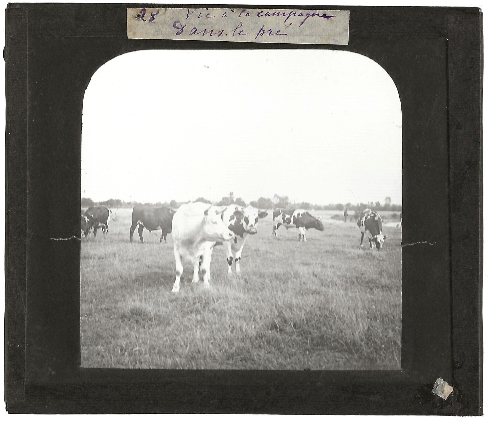 Campagne France, vaches au pré, photo plaque de verre, positif 8,5x10 cm