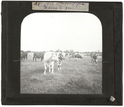 Campagne France, vaches au pré, photo plaque de verre, positif 8,5x10 cm