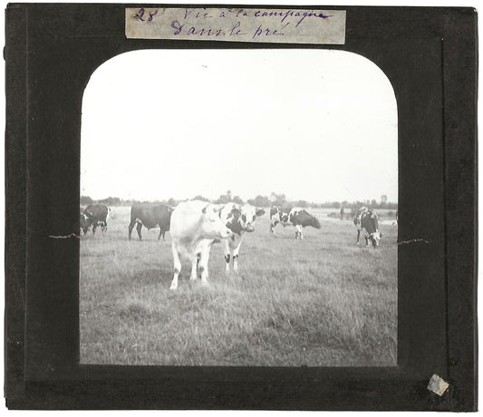 Campagne France, vaches au pré, photo plaque de verre, positif 8,5x10 cm
