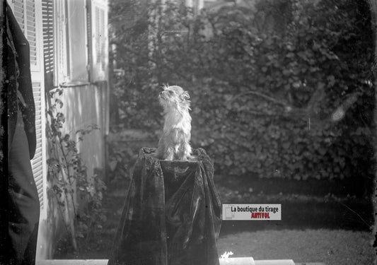 Chien, animal, portrait animalier, plaque verre photo ancienne, négatif 9x12 cm