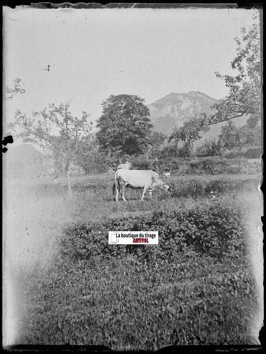 Paysage, vache, Plaque verre photo ancienne, négatif noir & blanc 9x12 cm