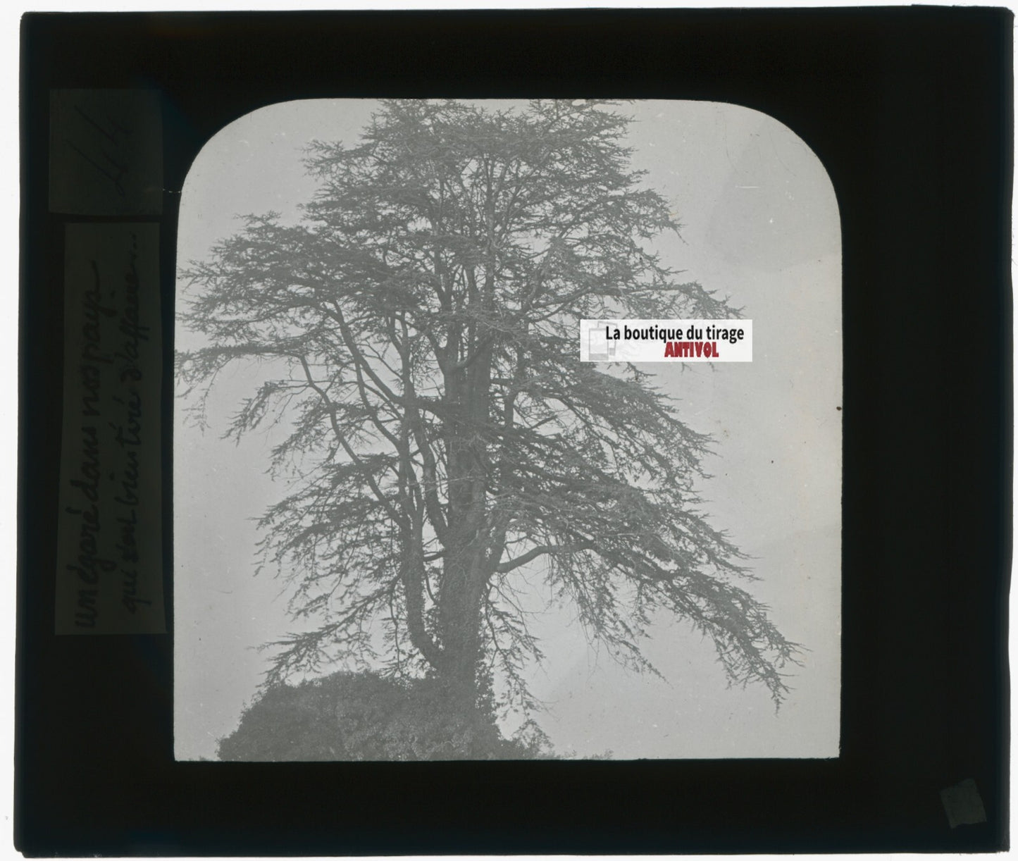 Arbre, nature, paysage, photo plaque de verre, noir & blanc, positif 8,5x10 cm