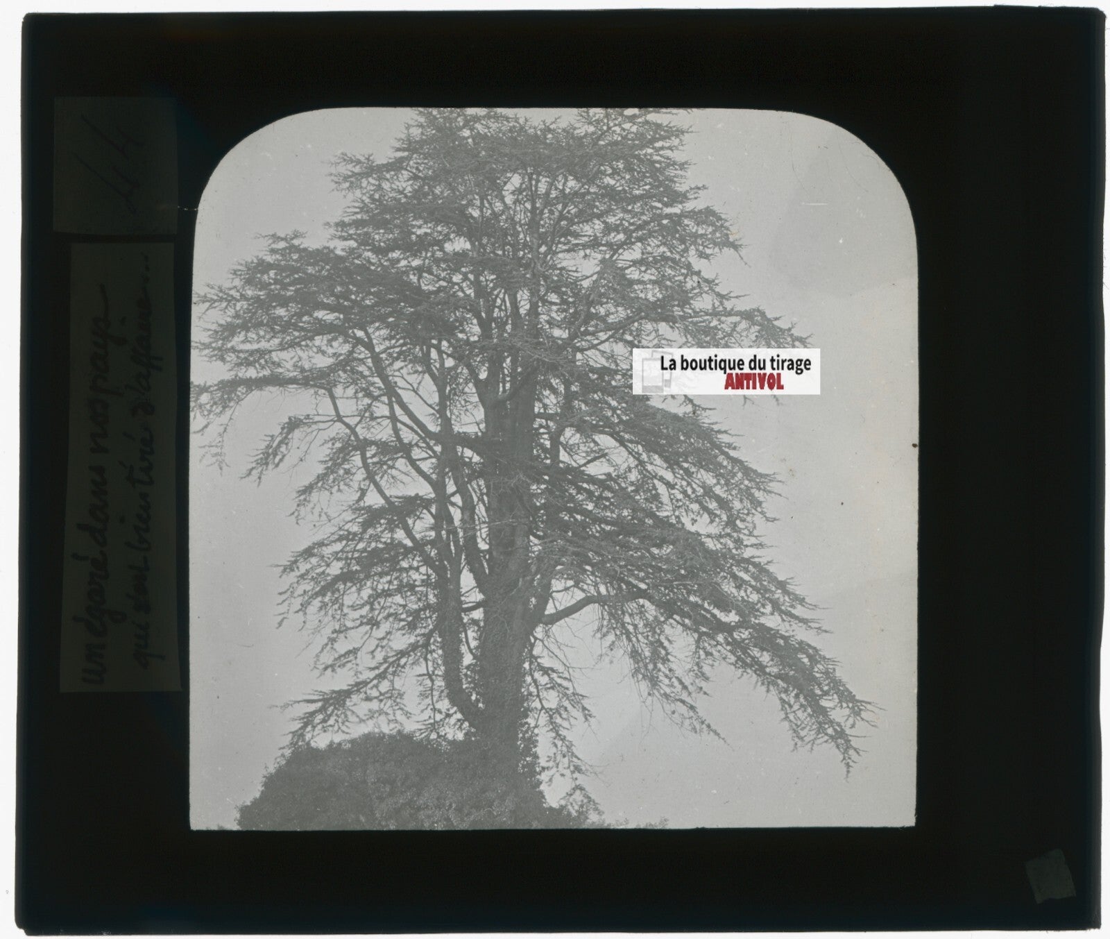 Arbre, nature, paysage, photo plaque de verre, noir & blanc, positif 8,5x10 cm
