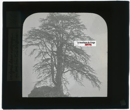 Arbre, nature, paysage, photo plaque de verre, noir & blanc, positif 8,5x10 cm