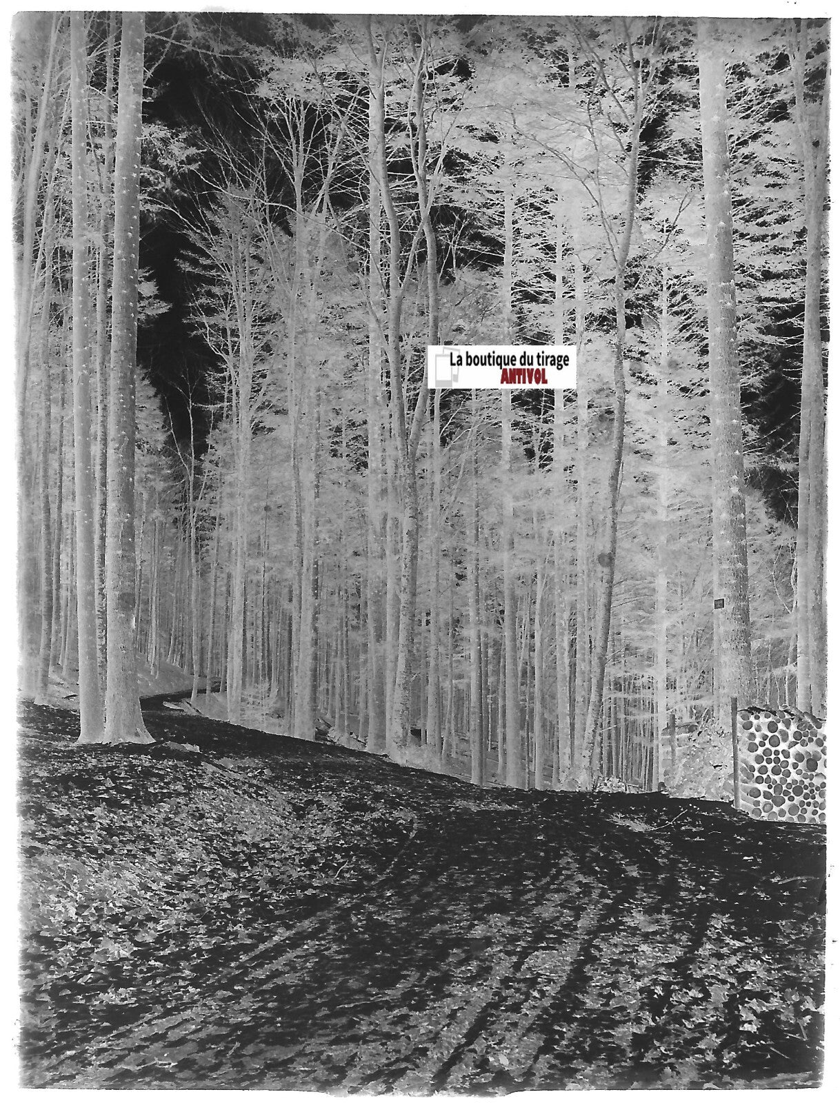 Gengenbach, forêt neige, Plaque verre photo, négatif ancien noir & blanc 9x12 cm