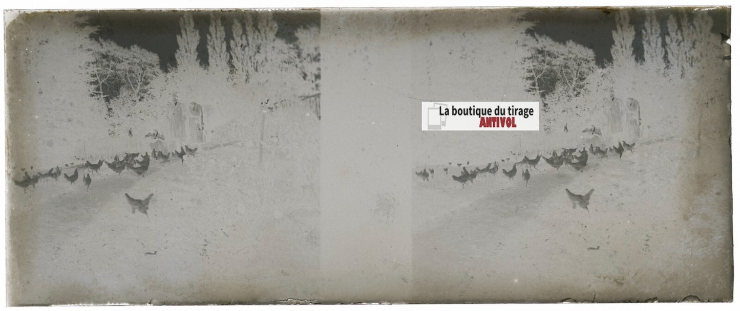 Campagne, poules, Plaque verre stéréoscopie, négatif noir & blanc 4,5x10,7 cm