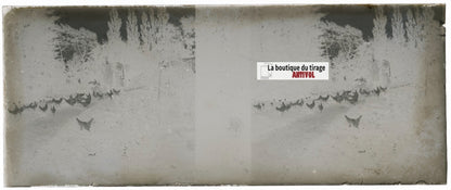 Campagne, poules, Plaque verre stéréoscopie, négatif noir & blanc 4,5x10,7 cm