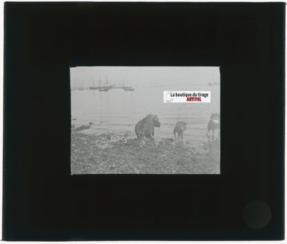 Yokohama, Japon, bateaux, photo plaque verre, noir & blanc, positif 8,5x10 cm