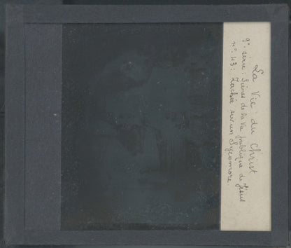 Zachée sur un sycomore, photo plaque verre, noir & blanc, positif 8,5x10 cm