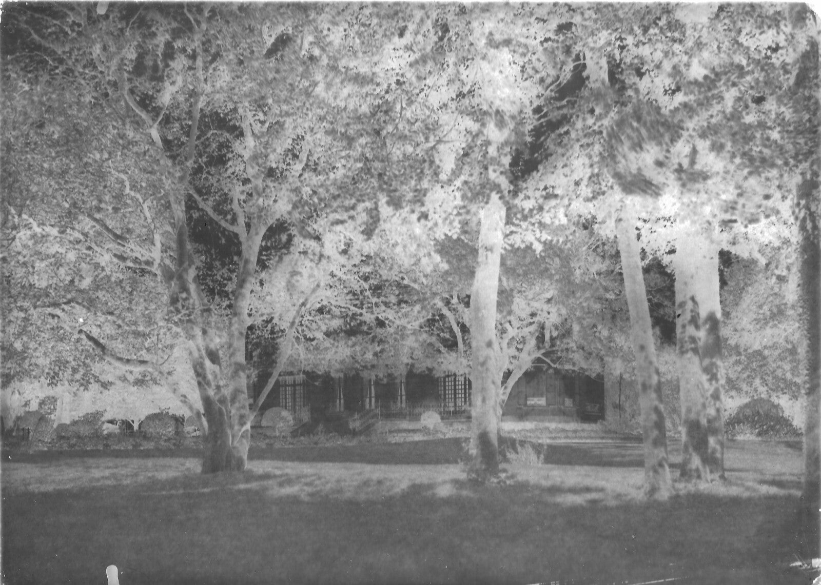 Plaque verre photo ancienne négatif 13x18 cm paysage parc arbres, château France